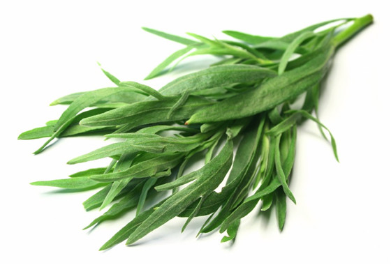 TARRAGON