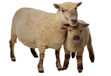 澳毛大衣真假辨別之——澳毛與毛呢的區別