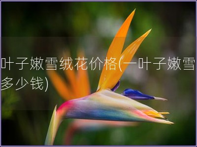 一葉子嫩雪絨花價格(一葉子嫩雪絨花多少錢)